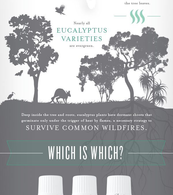 All about Eucalyptus