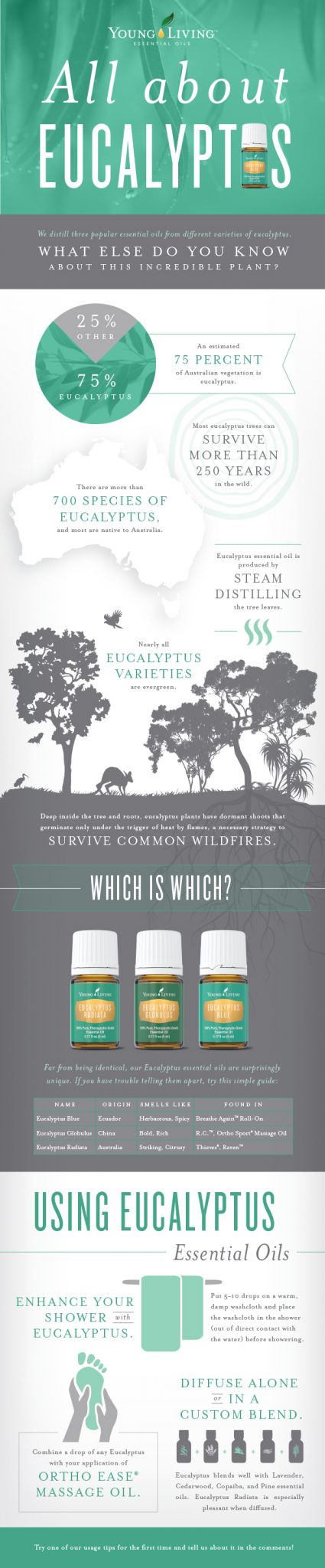 All about Eucalyptus